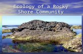 Ecology of a Rocky Shore Community. Understanding the Influence of Tides Tides have a powerful influence on how and when we play at New England beaches.