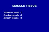 MUSCLE TISSUE 1- Skeletal muscle. 2- Cardiac muscle. 3- smooth muscle.