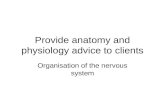 Provide anatomy and physiology advice to clients Organisation of the nervous system.