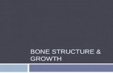 BONE STRUCTURE & GROWTH. Anatomy of a Long Bone  Epiphysis – ends  Mostly spongy bone  Diaphysis – shaft  Made of compact bone  Center is medullary.