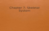 Classification of Bones  Axial skeleton – bones of the skull, vertebral column, & rib cage  Appendicular skeleton – bones of the upper and lower limbs,