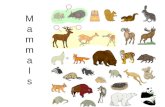 MammalsMammals. Classification Kingdom: Animalia Phylum: Chordata Subphylum: Vertebrata Class: Mammalia Subclasses: Marsupials, Monotremes, Placentas.