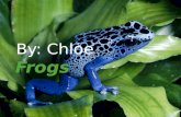 By: Chloe.  Tomato Frog  Dwarf Frog  Whites Tree Frog  Red Eyed Tree Frog  Poison Dart Frog  Yellow Poison Arrow Frog Poison Dart Frog Tomato Frog.