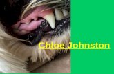 Chloe Johnston. Tracking PA Mammals Step 1: Gait Pattern.
