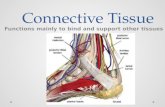 Connective Tissue Functions mainly to bind and support other tissues.