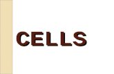 CELLS CELLS. CELL THEORY Living things are composed of cells (multicellular organisms) Cells are the smallest unit of life (single celled organisms –