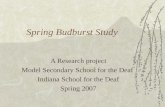 Spring Budburst Study A Research project Model Secondary School for the Deaf Indiana School for the Deaf Spring 2007.