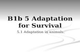 B1b 5 Adaptation for Survival 5.1 Adaptation in animals.