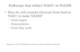 Pathways that reduce NAD+ to NADH How do cells transfer electrons from food to NAD+ to make NADH? –From sugars –From proteins –From fatty acids Images.