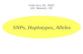 February 20, 2002 UD, Newark, DE SNPs, Haplotypes, Alleles.