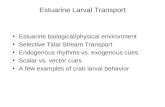 Estuarine Larval Transport Estuarine biological/physical environment Selective Tidal Stream Transport Endogenous rhythms vs. exogenous cues Scalar vs.