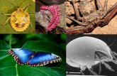 Arthropods Chapter 36 Phylum Arthropoda Section 36.1.