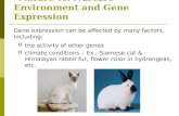 “Nature vs. Nurture” Environment and Gene Expression Gene expression can be affected by many factors, including:  the activity of other genes  climate.