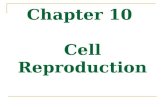 Chapter 10 Cell Reproduction. 10.1 Cell Division & Mitosis.