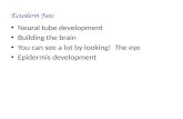 Ectoderm Fate Neural tube development Building the brain You can see a lot by looking! The eye Epidermis development.