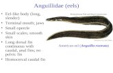 Anguillidae (eels) Eel-like body (long, slender) Terminal mouth; jaws Small opercle Small scales; smooth skin Long dorsal fin continuous with caudal, anal.