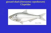 Gizzard shad (Dorosoma cepedianum) Clupeidae Ohio DNR.