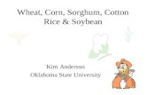 1 Wheat, Corn, Sorghum, Cotton Rice & Soybean Kim Anderson Oklahoma State University.