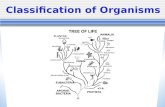 Classification of Organisms. Fill It In … Write a definition for the word “classify”.