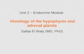 Unit 2 – Endocrine Module Histology of the hypophysis and adrenal glands Safaa El Bialy (MD, PhD)