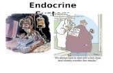 Endocrine System. Environmental pollutants can interfere the action of hormones (endocrine disruptors)