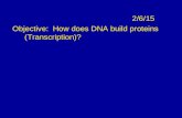 2/6/15 Objective: How does DNA build proteins (Transcription)?