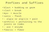 Prefixes and Suffixes blast = budding or germ clast = break myo- = muscle sarco – flesh - algia or alg(i)o = pain arthr(o) = pertaining to the joints or.