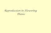 Reproduction in Flowering Plants Flower Sexual reproductive structure Produces egg and sperm Fertilization takes place inside the flower.