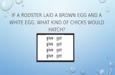 IF A ROOSTER LAID A BROWN EGG AND A WHITE EGG, WHAT KIND OF CHICKS WOULD HATCH?