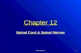 Chapter 12 Spinal Cord & Spinal Nerves AP1 Chapter 121.