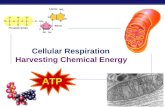 Regents Biology 2006-2007 Cellular Respiration Harvesting Chemical Energy ATP.