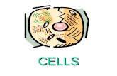 CELLS. - Looking Inside Cells  Cell Wall: “Protect and Support” - Made mainly of cellulose (strong material) - Found only in plant cells.