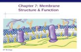 AP Biology Chapter 7: Membrane Structure & Function.