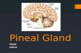 Pineal Gland Ripple Ireland. Where is it located?  Between two hemispheres of brain  Tucked into groove where two rounded thalamic bodies join  Dorsal.