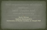 Sorin Mitran Applied Mathematics University of North Carolina at Chapel Hill.