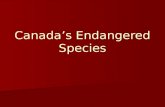 Canada’s Endangered Species. Canada’s endangered species There are more than 256 species of plants and animals at various degrees of risk and 13 species.