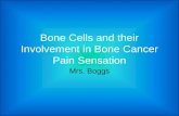 Bone Cells and their Involvement in Bone Cancer Pain Sensation Mrs. Boggs.