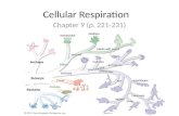 Cellular Respiration Chapter 9 (p. 221-231). Chemical Energy.