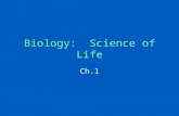 Biology: Science of Life Ch.1. (1-1) Characteristics of Life 1.Organization & Cells 2.Response to Stimuli 3.Homeostasis 4.Metabolism 5.Growth & Development.