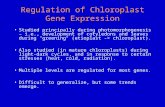 Regulation of Chloroplast Gene Expression Studied principally during photomorphogenesis – i.e., development of cotyledons and leaves during "greening"