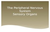 The Peripheral Nervous System Sensory Organs.  The eye is the sensory organ related to vision.  It detects light variations, colours, and can adapt.