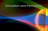 Sensation and Perception. What are Sensation and Perception? Sensation is the information we receive from our five senses (sight, taste, touch, smell,