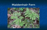 Maidenhair Fern. Bromeliad African Lily Aglaonema, Chinese Evergreen.