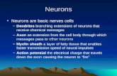 Neurons Neurons are basic nerves cells –D–Dendrites branching extensions of neurons that receive chemical messages –A–Axon an extension from the cell body.