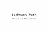 Seahurst Park What’s in the water?. Picture yourself at Seahurst Park looking out across Puget Sound toward the Olympic Mountains. Smell the salt water.