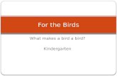 What makes a bird a bird? Kindergarten For the Birds.