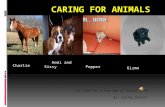 Its time for a new age of Animal Care By: Ashley Dehart Charlie Hemi and Sissy Pepper Gizmo.