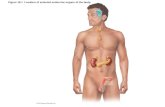 Figure 16.1 Location of selected endocrine organs of the body