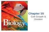 Lesson Overview Lesson Overview Cell Growth, Division, and Reproduction Chapter 10 Cell Growth & Division.