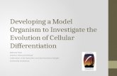 Developing a Model Organism to Investigate the Evolution of Cellular Differentiation Baltazar Diaz Mentor: Richard Michod CoMentors: Erik Hanschen and.